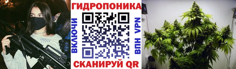 OMG   Кущёвская  Канабис VHQ 